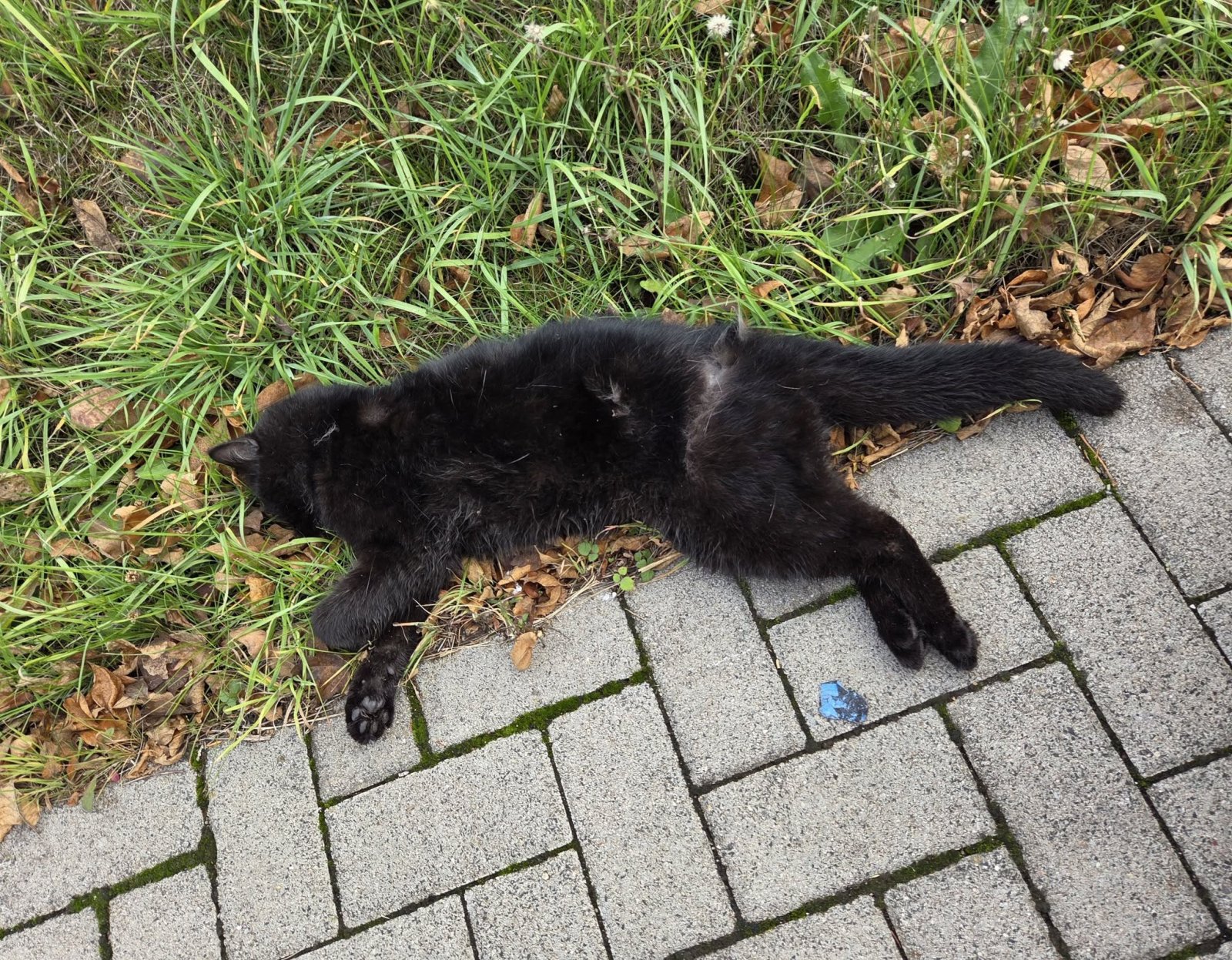 Katze