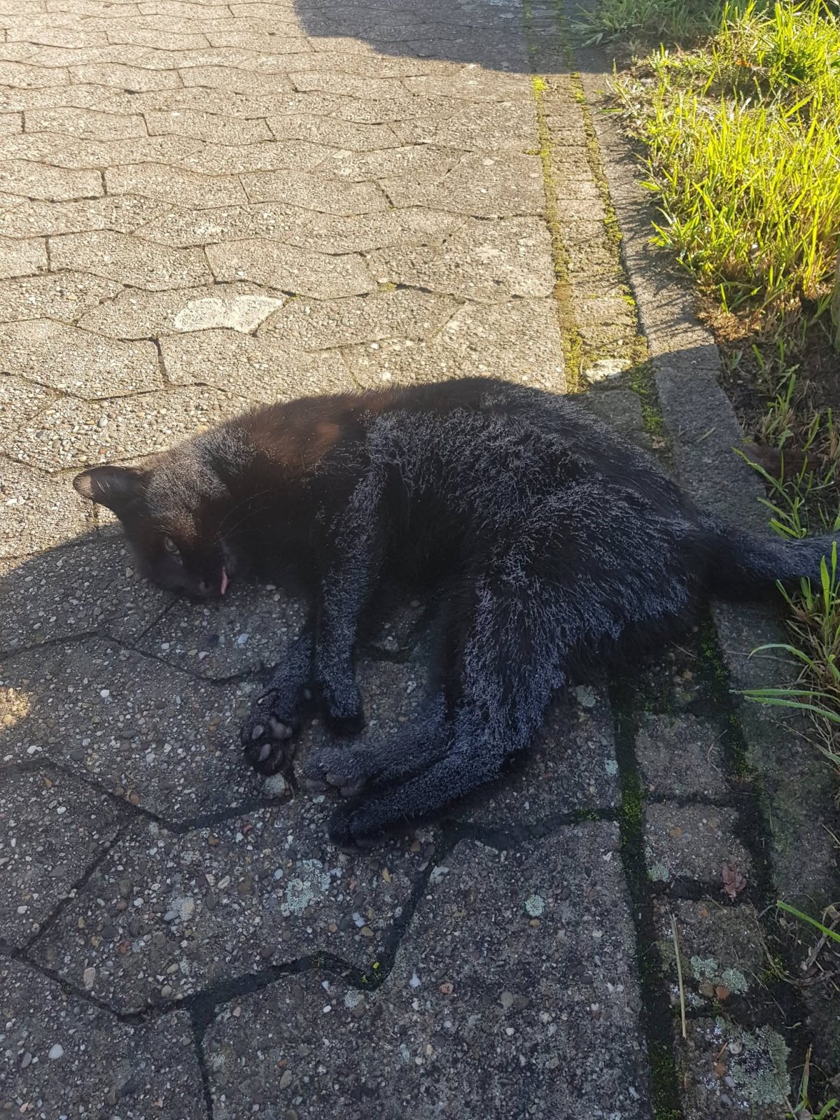 Katze